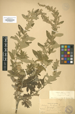 LE 01008363