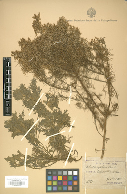 LE 01008370