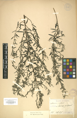LE 01008375