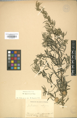 LE 01008376