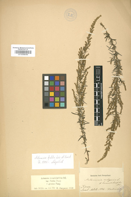 LE 01008394