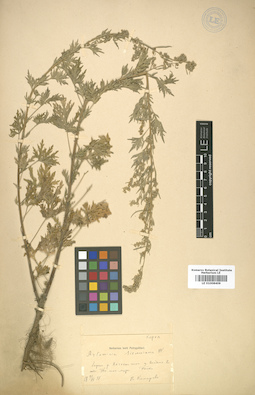 LE 01008409