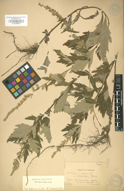 LE 01008411