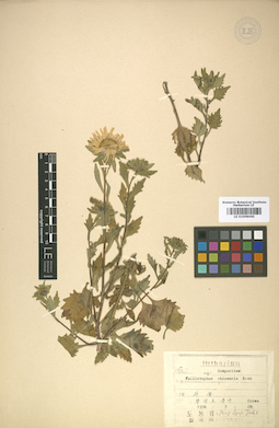 LE 01008440
