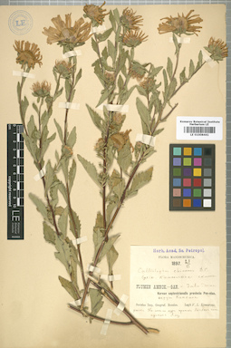 LE 01008441