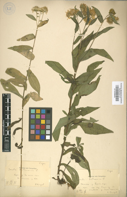 LE 01008461