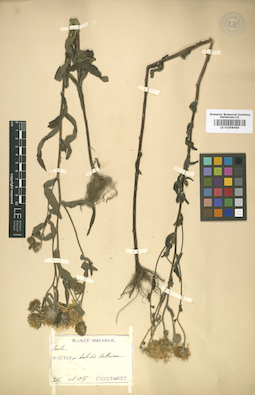LE 01008466