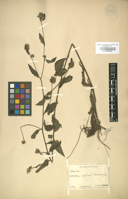 LE 01008481