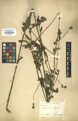 LE 01008482