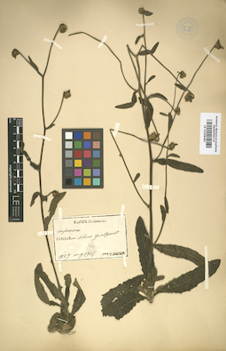 LE 01008483
