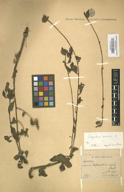 LE 01008487
