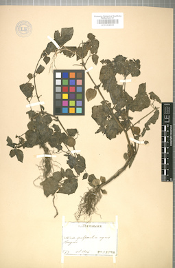 LE 01008505