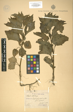 LE 01008507
