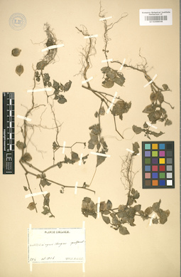 LE 01008508