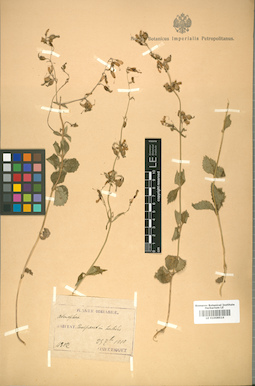 LE 01008516