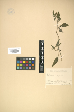 LE 01008518