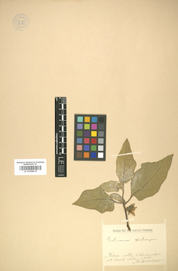 LE 01008519