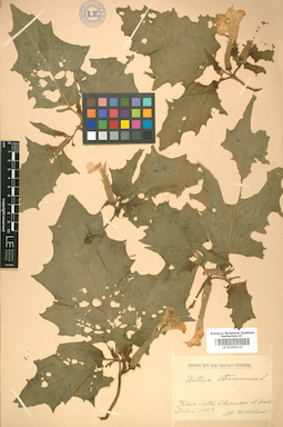 LE 01008526