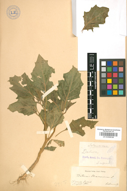 LE 01008528
