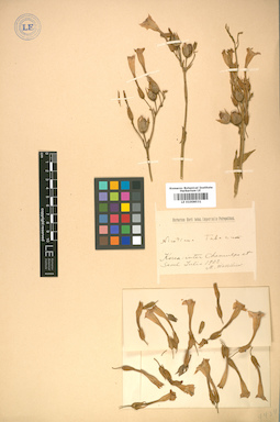LE 01008531