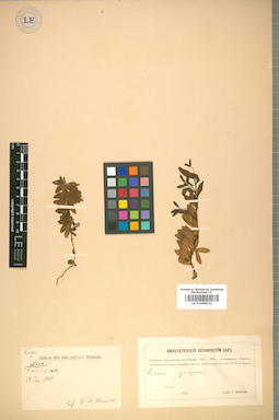 LE 01008532