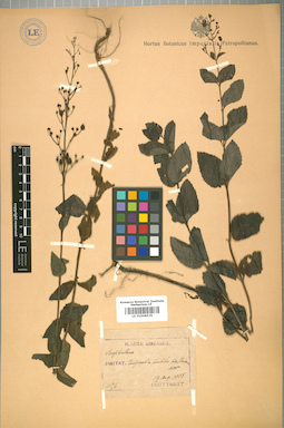 LE 01008535