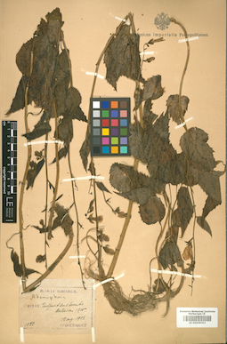 LE 01008593