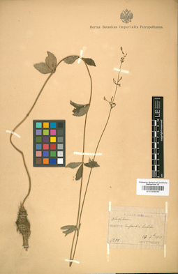 LE 01008595