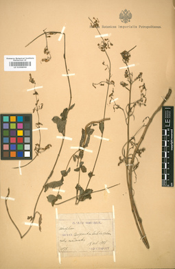 LE 01008596