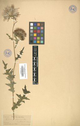 LE 01008615