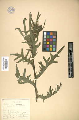 LE 01008616