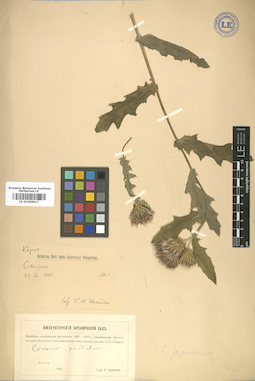LE 01008617