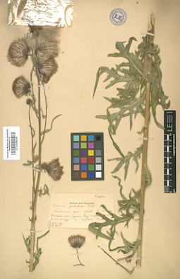 LE 01008618