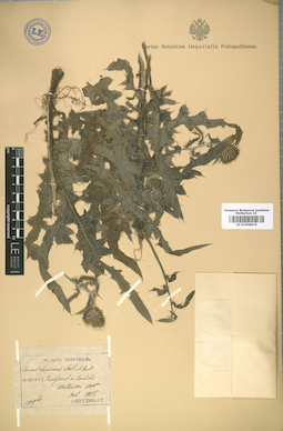 LE 01008619