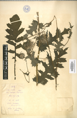 LE 01008629
