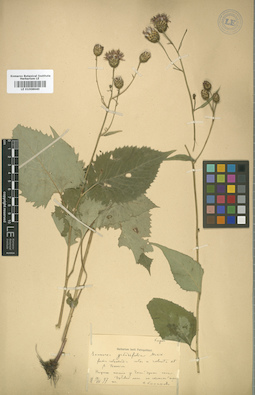 LE 01008640