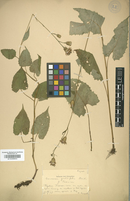 LE 01008641