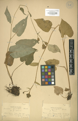 LE 01008645