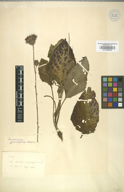 LE 01008646