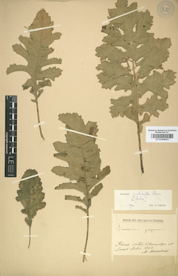 LE 01008653
