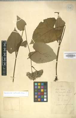 LE 01008659