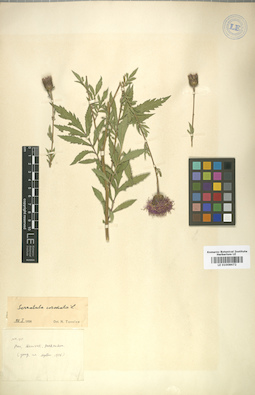 LE 01008672