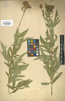 LE 01008673