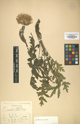 LE 01008683