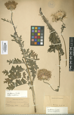LE 01008684