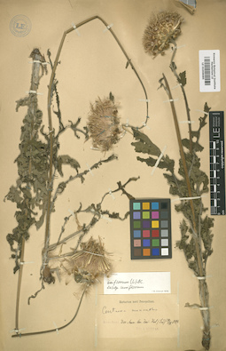 LE 01008685
