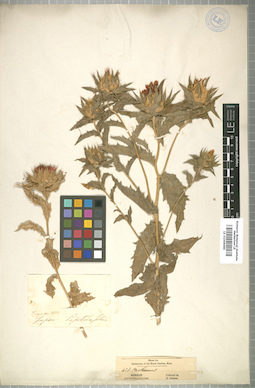 LE 01008686