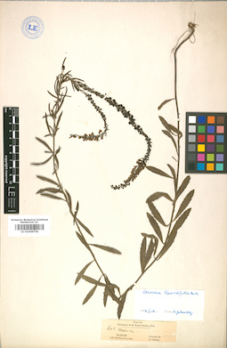 LE 01008706