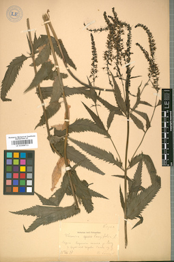 LE 01008711