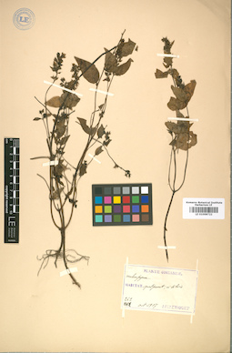 LE 01008722